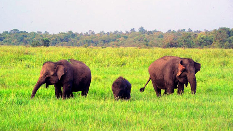 Petualangan di Taman Nasional Way Kambas: Melihat Gajah Sumatera